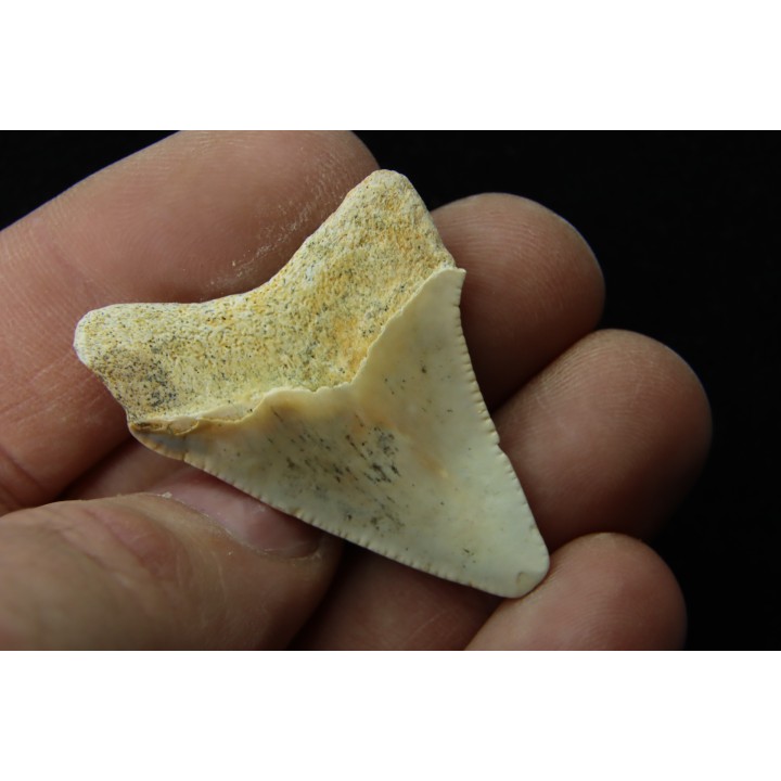 CARCHARODON MEGALODON - Miocene - Faluns de Touraine, FRANCE