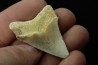 CARCHARODON MEGALODON - Miocène - Touraine, FRANCE
