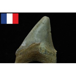 CARCHARODON MEGALODON - Miocene - Faluns de Touraine, FRANCE