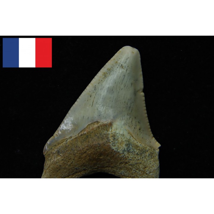 CARCHARODON MEGALODON - Miocene - Faluns de Touraine, FRANCE