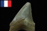 CARCHARODON MEGALODON - Miocène - Touraine, FRANCE