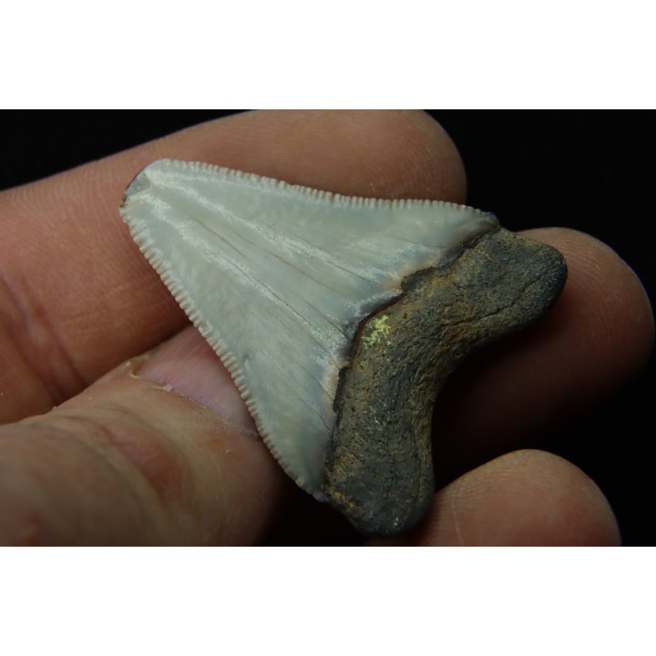 CARCHARODON MEGALODON - Miocène - Touraine, FRANCE