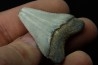 CARCHARODON MEGALODON - Miocène - Touraine, FRANCE