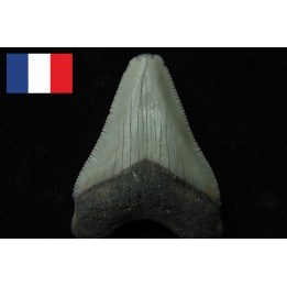 CARCHARODON MEGALODON - Miocène - Touraine, FRANCE