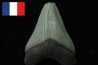 CARCHARODON MEGALODON - Miocene - Faluns de Touraine, FRANCE