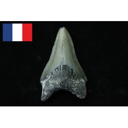 CARCHARODON MEGALODON - Miocene - Faluns de Touraine, FRANCE