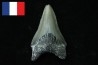 CARCHARODON MEGALODON - Miocène - Touraine, FRANCE