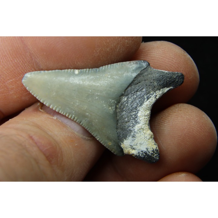 CARCHARODON MEGALODON - Miocène - Touraine, FRANCE