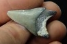 CARCHARODON MEGALODON - Miocène - Touraine, FRANCE