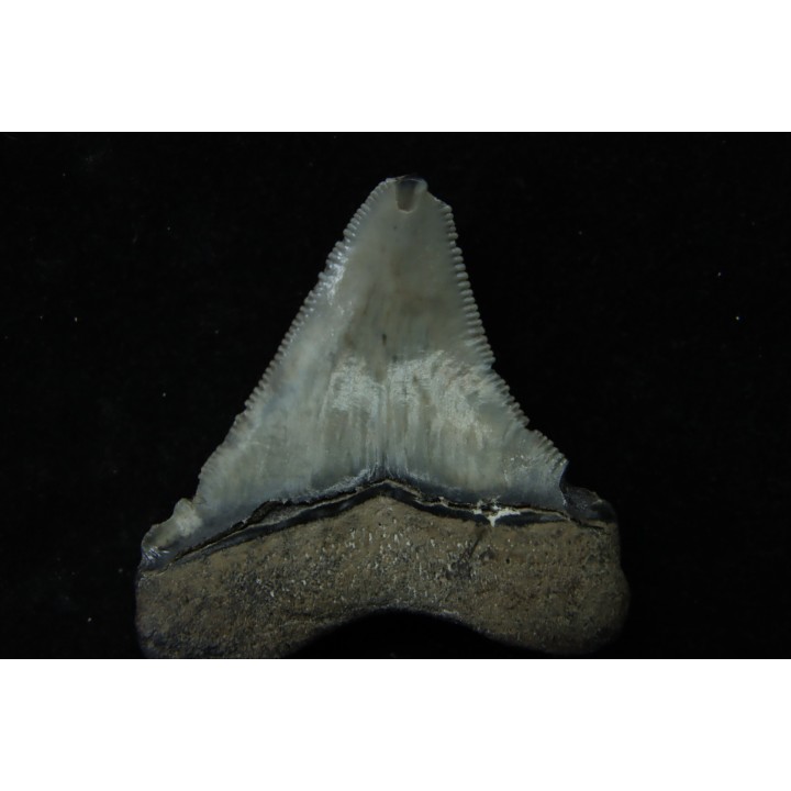 CARCHARODON MEGALODON (pathologique) - Miocène - Touraine, FRANCE