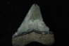 CARCHARODON MEGALODON (pathologique) - Miocène - Touraine, FRANCE