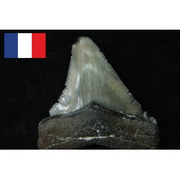 CARCHARODON MEGALODON (pathologic)- Miocene - Faluns de Touraine, FRANCE