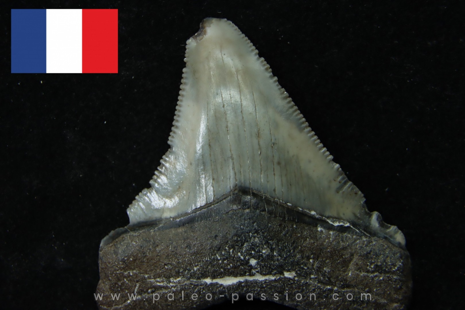 CARCHARODON MEGALODON (pathologic)- Miocene - Faluns de Touraine, FRANCE