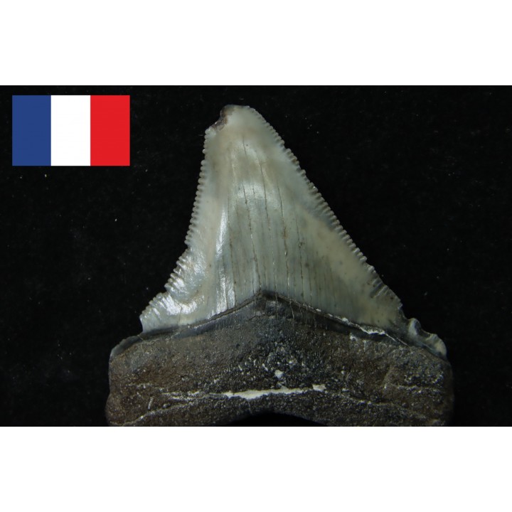 CARCHARODON MEGALODON (pathologique) - Miocène - Touraine, FRANCE