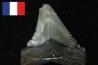 CARCHARODON MEGALODON (pathologique) - Miocène - Touraine, FRANCE