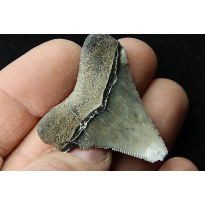 CARCHARODON MEGALODON (pathologic)- Miocene - Faluns de Touraine, FRANCE