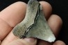 CARCHARODON MEGALODON (pathologic)- Miocene - Faluns de Touraine, FRANCE