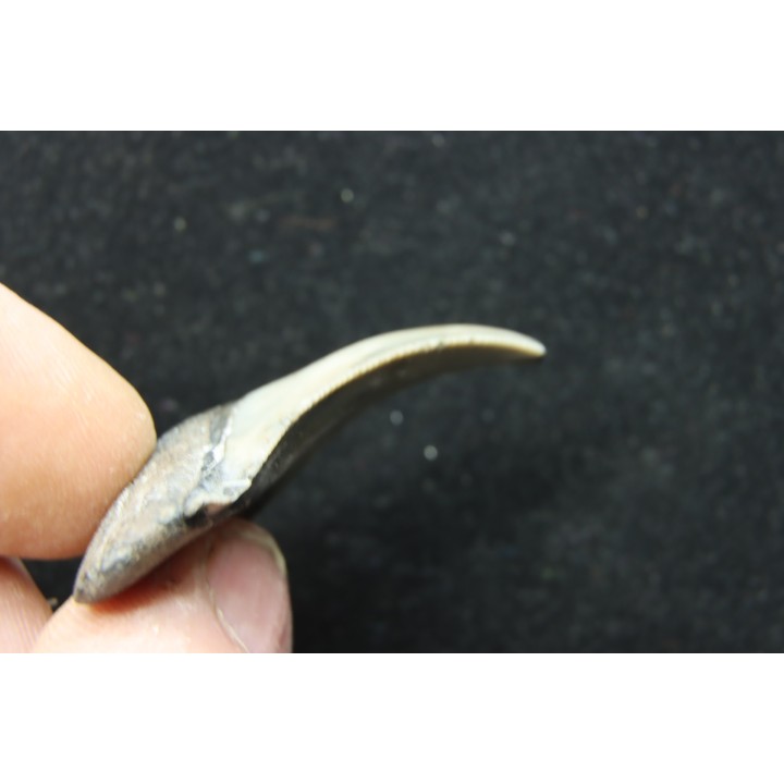 CARCHARODON MEGALODON (pathologique) - Miocène - Touraine, FRANCE