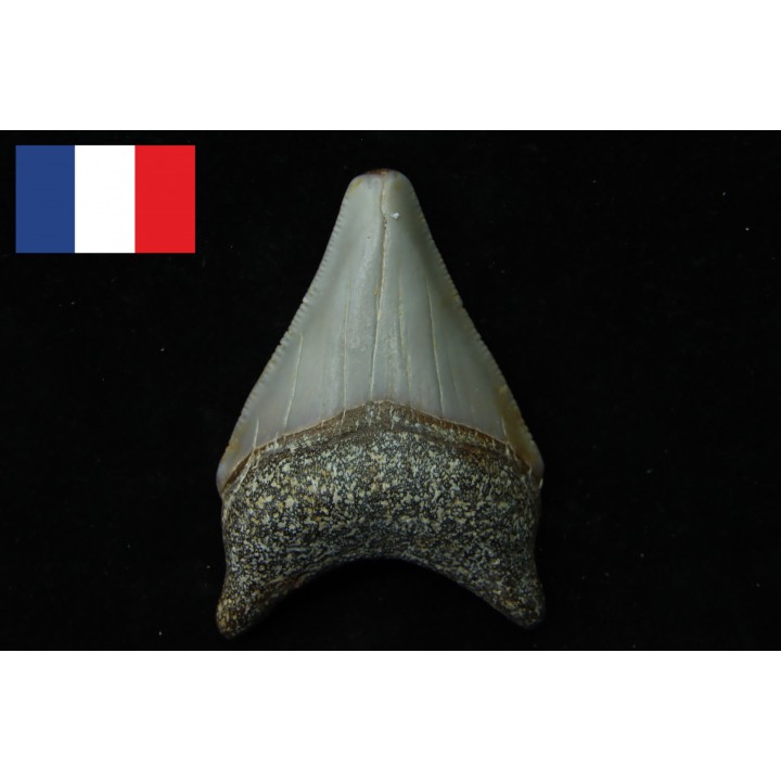 CARCHARODON MEGALODON - Miocene - Faluns de Touraine, FRANCE