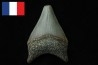 CARCHARODON MEGALODON - Miocene - Faluns de Touraine, FRANCE
