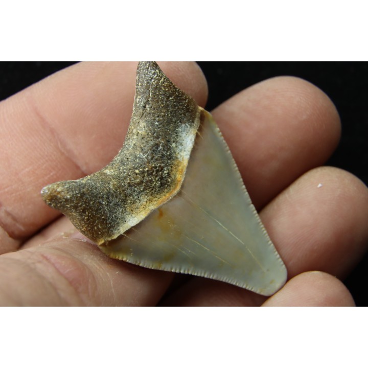 CARCHARODON MEGALODON - Miocene - Faluns de Touraine, FRANCE