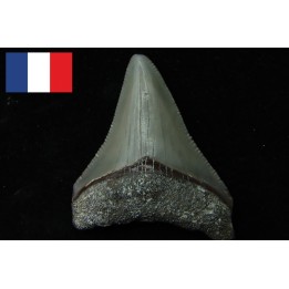 CARCHARODON MEGALODON - Miocene - Faluns de Touraine, FRANCE