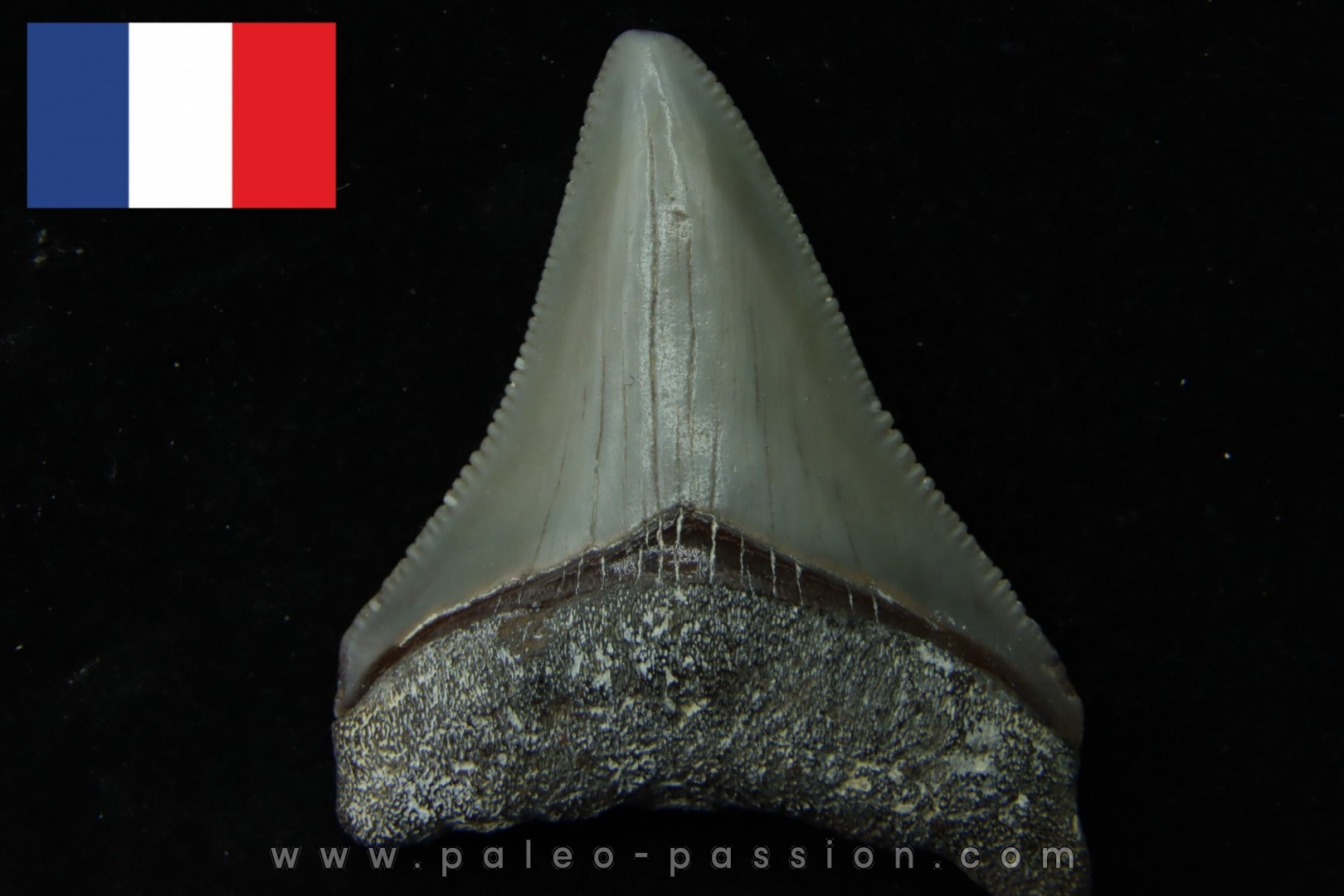 CARCHARODON MEGALODON - Miocene - Faluns de Touraine, FRANCE