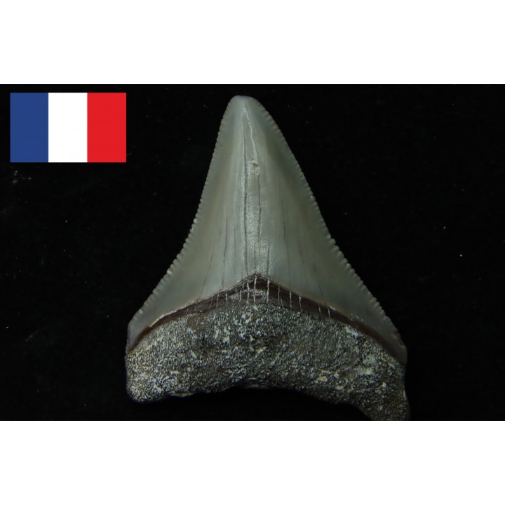 CARCHARODON MEGALODON - Miocène - Touraine, FRANCE