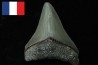 CARCHARODON MEGALODON - Miocène - Touraine, FRANCE