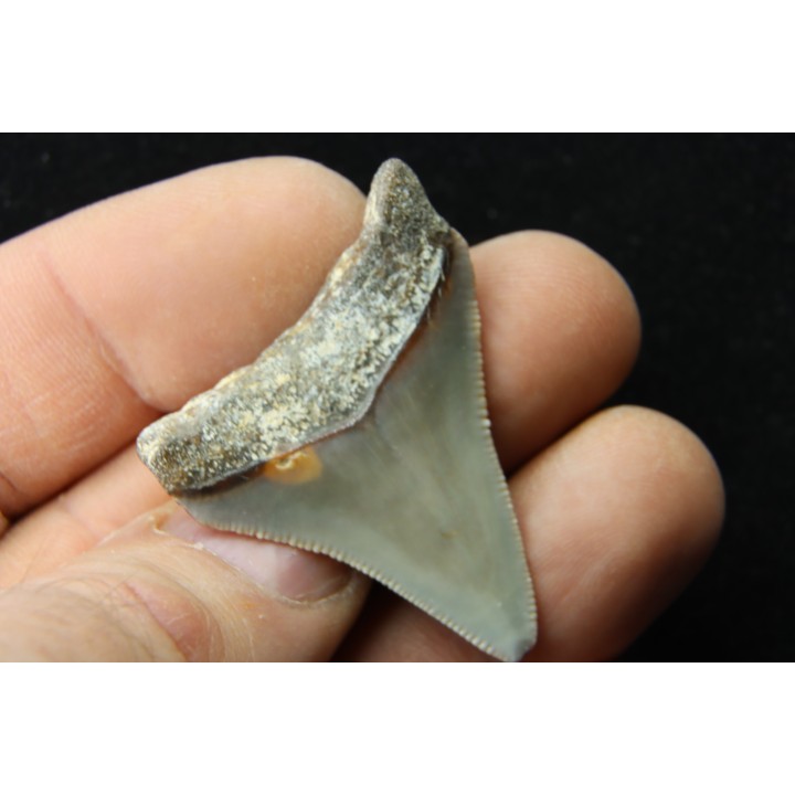 CARCHARODON MEGALODON - Miocene - Faluns de Touraine, FRANCE