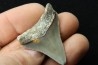 CARCHARODON MEGALODON - Miocène - Touraine, FRANCE
