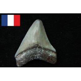 CARCHARODON MEGALODON - Miocene - Faluns de Touraine, FRANCE