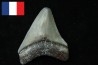 CARCHARODON MEGALODON - Miocene - Faluns de Touraine, FRANCE