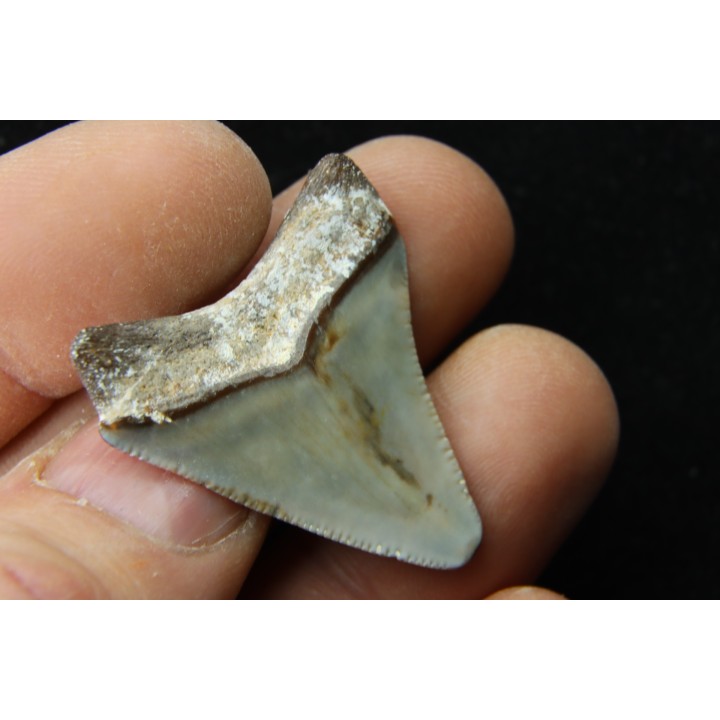 CARCHARODON MEGALODON - Miocène - Touraine, FRANCE