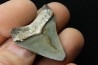 CARCHARODON MEGALODON - Miocène - Touraine, FRANCE