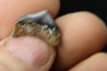 CARCHARODON MEGALODON - Miocene - Faluns de Touraine, FRANCE