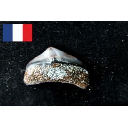CARCHARODON MEGALODON - Miocene - Faluns de Touraine, FRANCE