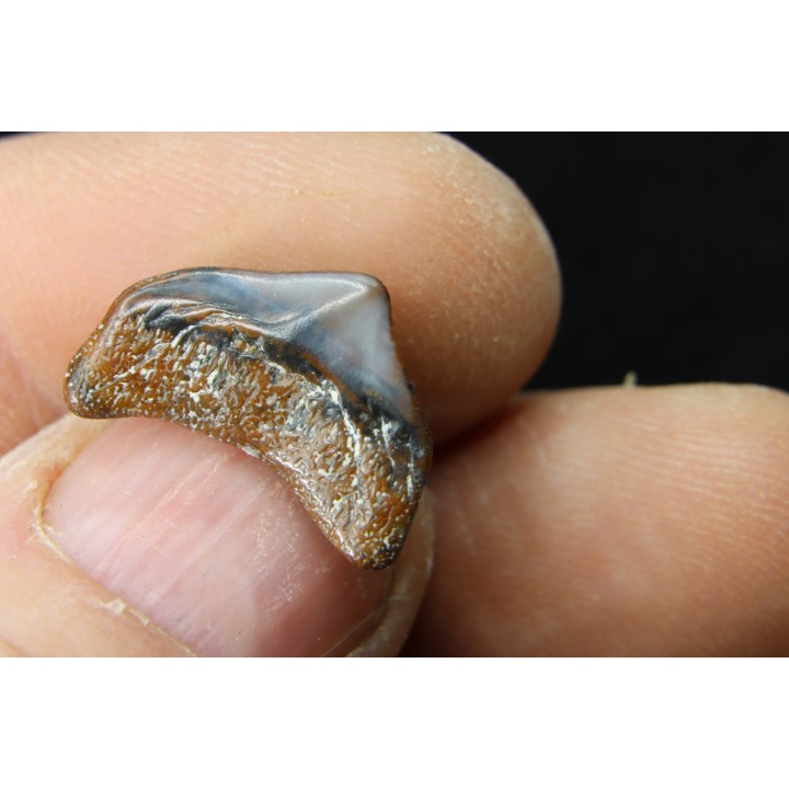 CARCHARODON MEGALODON - Miocène - Touraine, FRANCE