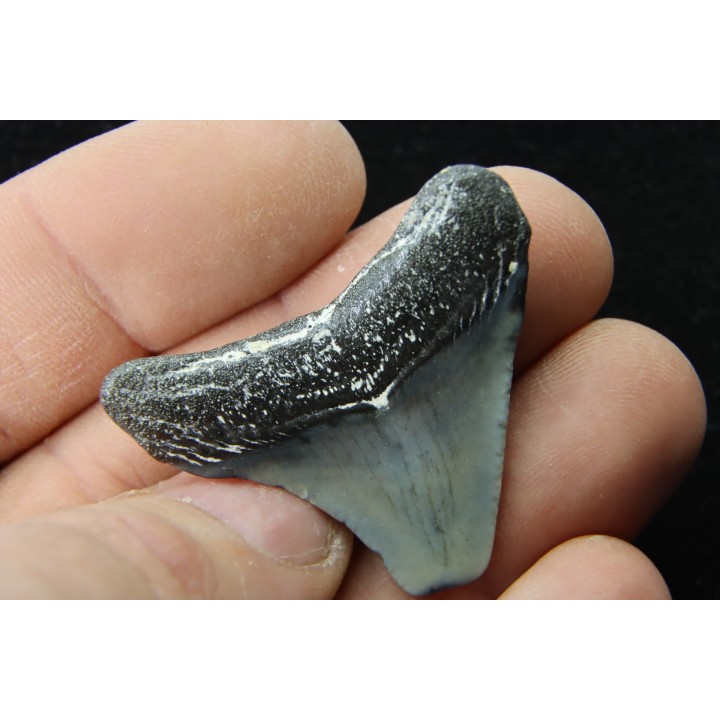 CARCHARODON MEGALODON - Miocène - Touraine, FRANCE