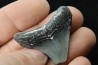 CARCHARODON MEGALODON - Miocene - Faluns de Touraine, FRANCE