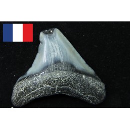 CARCHARODON MEGALODON - Miocene - Faluns de Touraine, FRANCE