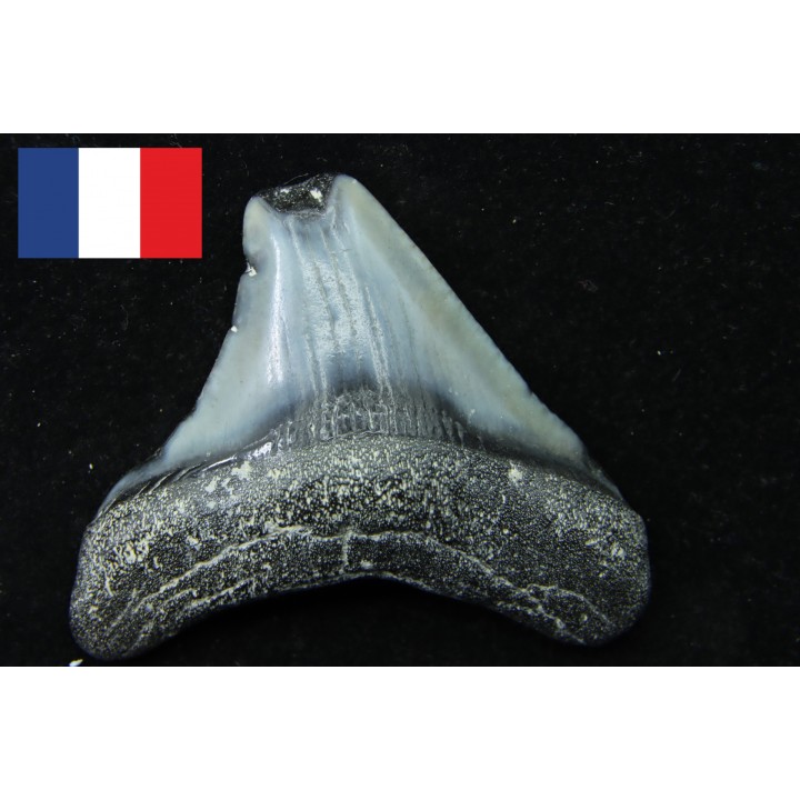 CARCHARODON MEGALODON - Miocene - Faluns de Touraine, FRANCE