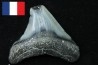 CARCHARODON MEGALODON - Miocene - Faluns de Touraine, FRANCE