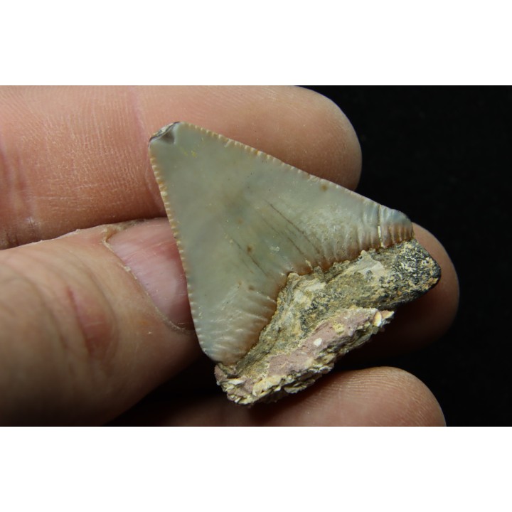 CARCHARODON MEGALODON - Miocene - Faluns de Touraine, FRANCE