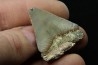 CARCHARODON MEGALODON - Miocene - Faluns de Touraine, FRANCE