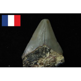 CARCHARODON MEGALODON - Miocene - Faluns de Touraine, FRANCE