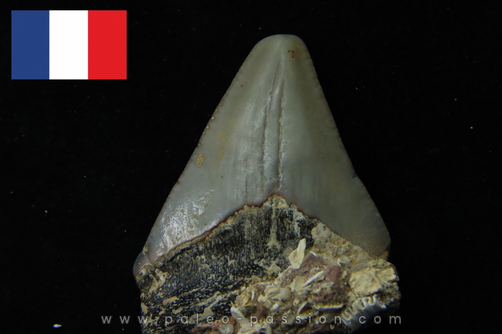 CARCHARODON MEGALODON - Miocène - Touraine, FRANCE