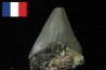 CARCHARODON MEGALODON - Miocène - Touraine, FRANCE
