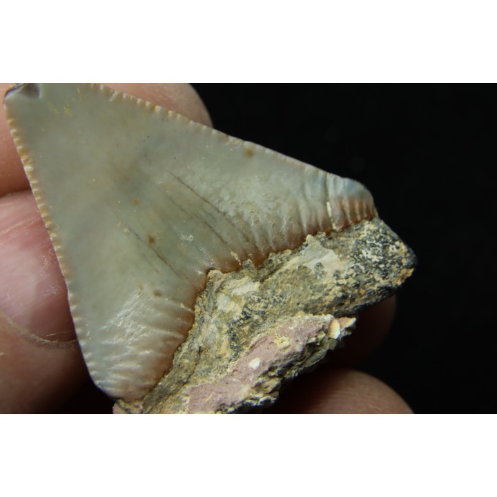 CARCHARODON MEGALODON - Miocène - Touraine, FRANCE