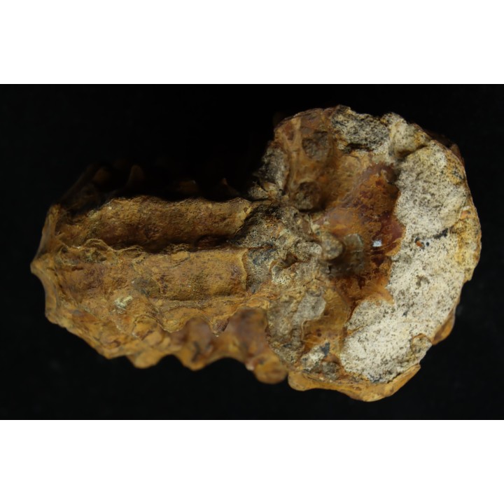 Forresteria alluaudi - Coniacien - Madagascar
